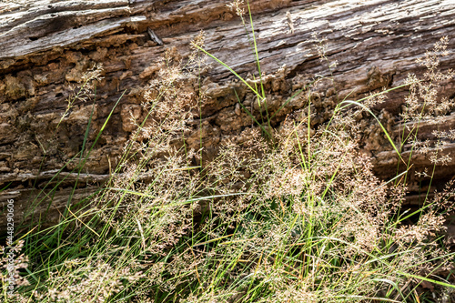 Summer sunny tranquility forest landscape with dry wild grass panicles in natural style. Herbs in a sunny haze close-up. © O de R