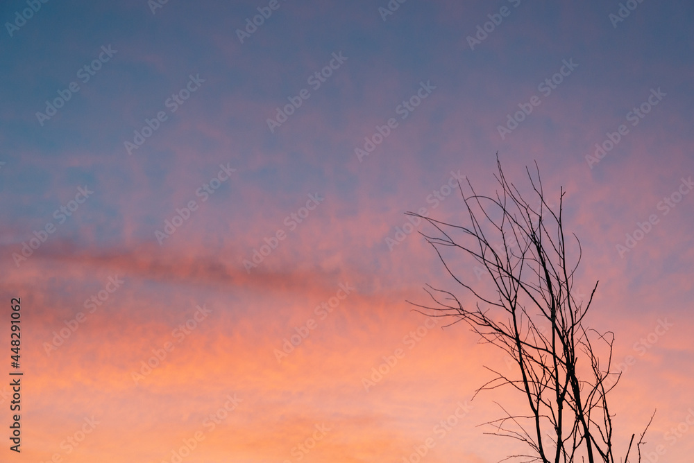 Naklejka premium Dawn is bright pink and dry tree (branches).