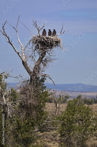 Three, young bald eagles are standing upright in their treetop nest at  Seedskadee National Wildlife Refuge in Wyoming, United States photo