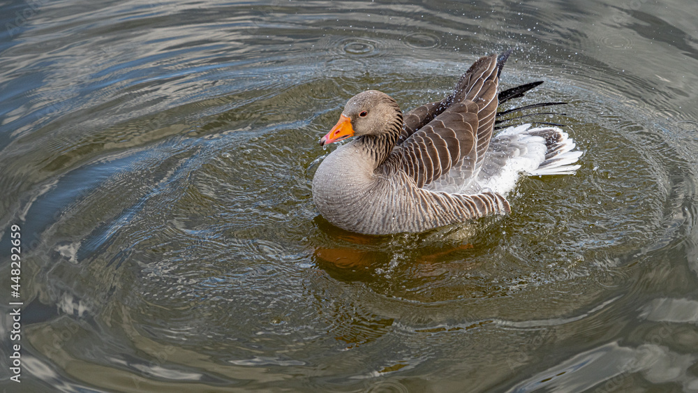 Fototapeta premium GreyLag Goose single portrait close up view washing and preening in lake