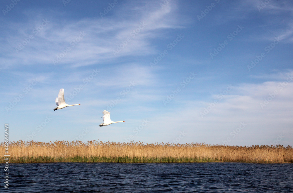 Fototapeta premium Swan flight