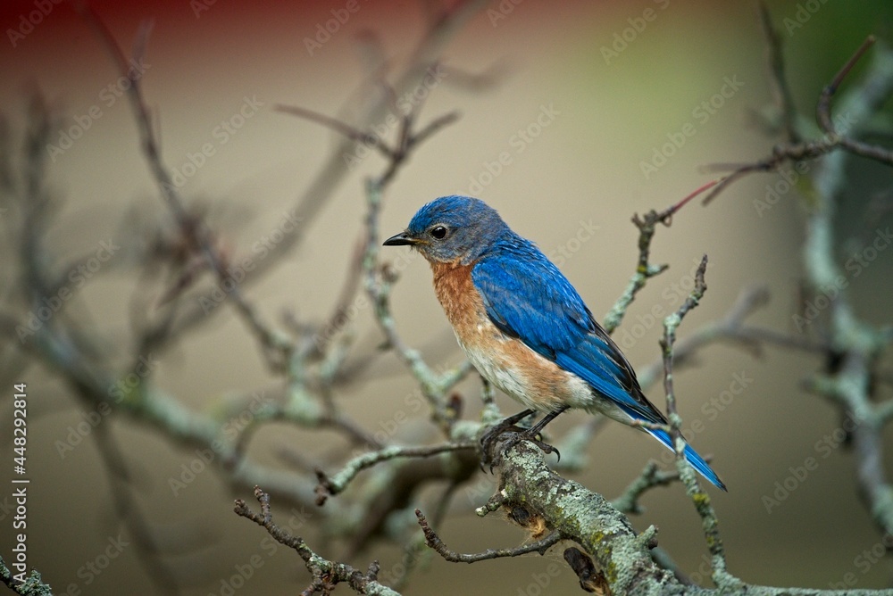 Obraz premium Eastern Bluebird on Tree Branch