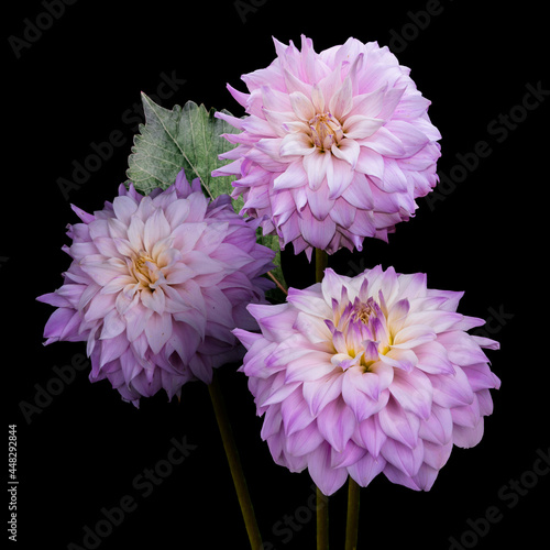 Fototapeta Naklejka Na Ścianę i Meble -  Beautiful flowers, pink dahlias isolated on a black background