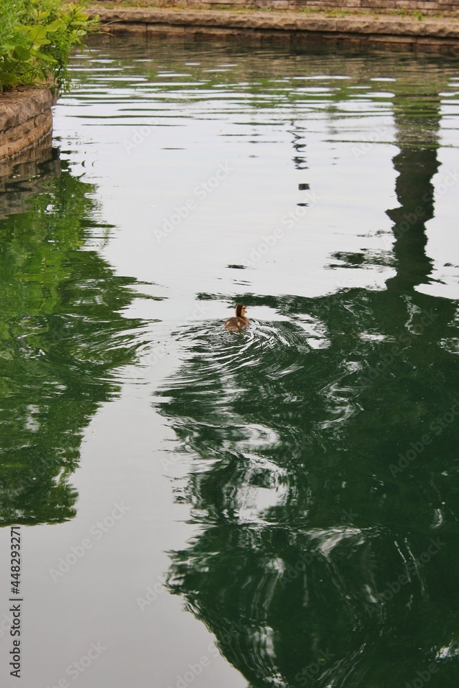 duck in the pond duck in the pond