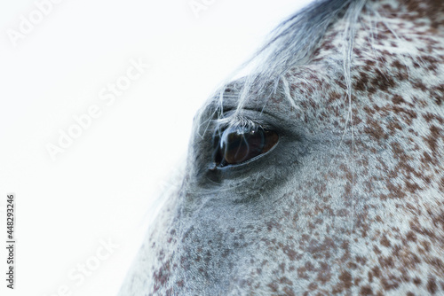 Eye of a gray horse close up