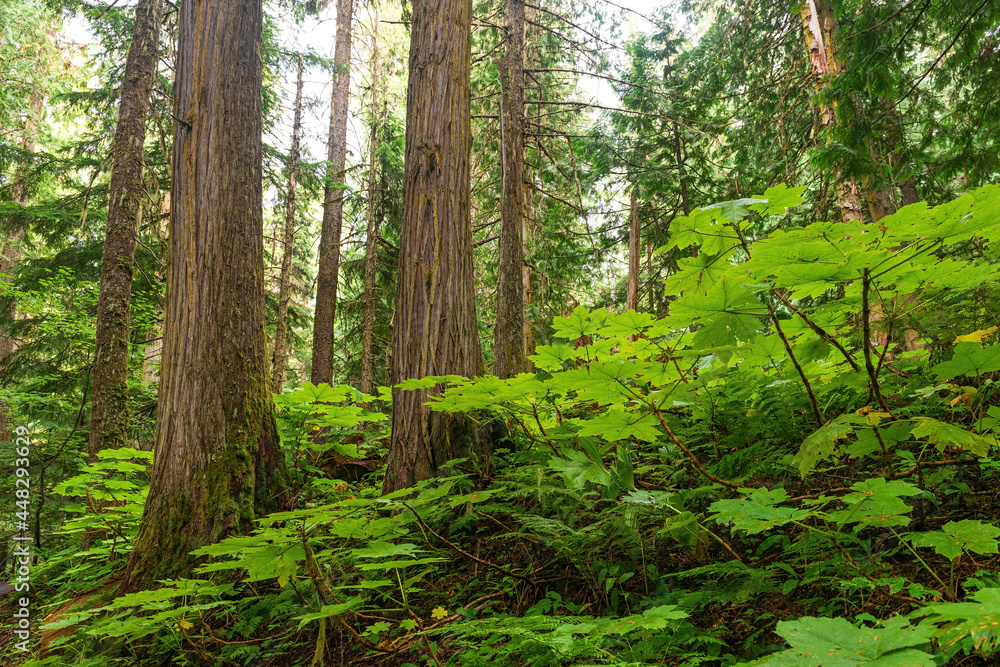 Cedar trees and ferns inside the Ancient Forest provincial park, Fraser River Valley near Prince George, British Columbia, Canada. Cedar trees and ferns inside the Ancient Forest provincial park, Fraser River Valley near Prince George, British Columbia, Canada.
