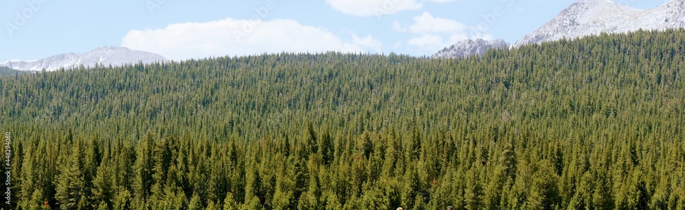 Fototapeta premium Trees in a Forest