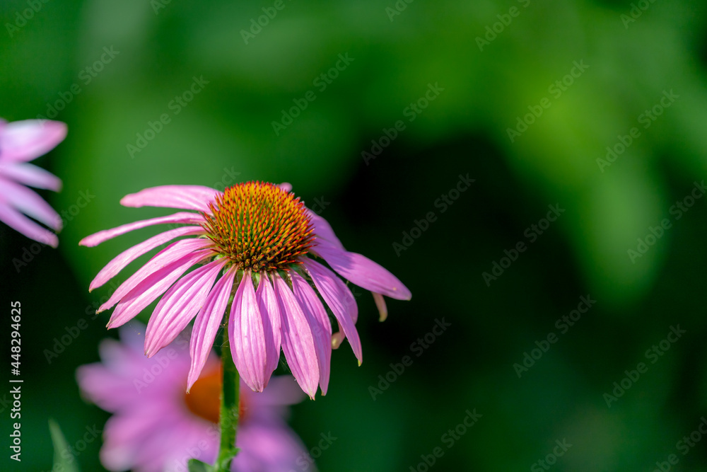 Selective focus of purple pink flower in the garden, Echinacea commonly called coneflowers is a genus of herbaceous flowering plants in the daisy family, Nature floral background. Selective focus of purple pink flower in the garden, Echinacea commonly called coneflowers is a genus of herbaceous flowering plants in the daisy family, Nature floral background.