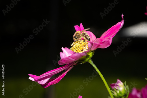 Macro of a bee on a solitaire pink cosmea flower. View from the side, blurred black background
