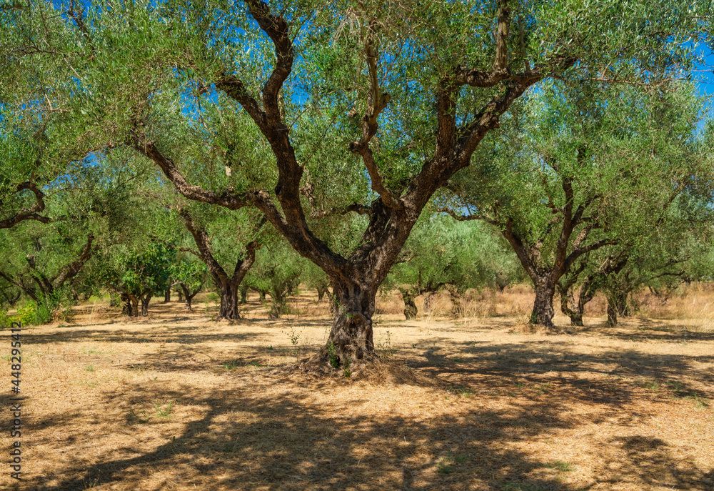 Olive trees in the garden. Agriculture in Greece. Cultivation of olives for oil.