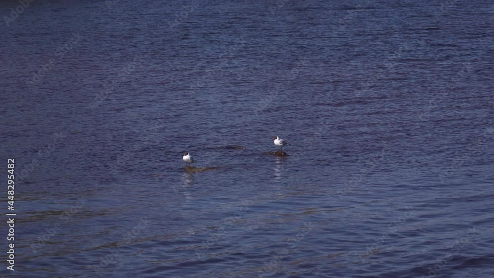 two seagulls are sitting on the rocks in the center of the lake two seagulls are sitting on the rocks in the center of the lake