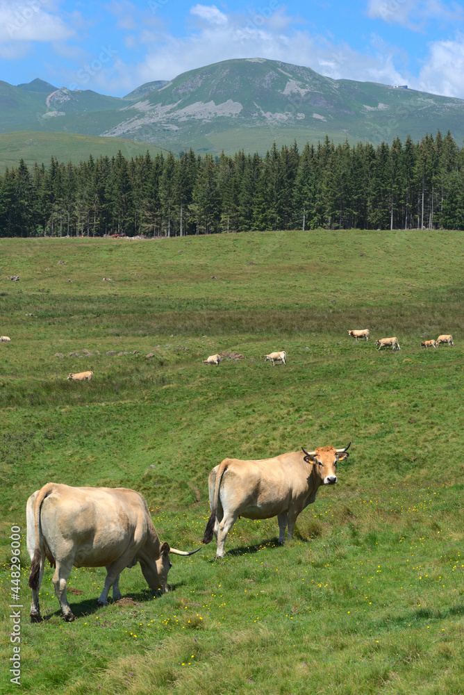 Naklejka premium Herd of Aubrac cows roaming free in the meadows of Auvergne