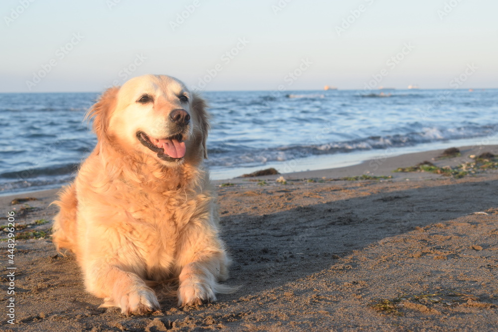 Photo of purebred Golden Retriever dog on the beach Photo of purebred Golden Retriever dog on the beach