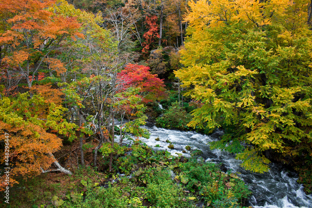 Beautiful autumnal scenery of the Akan River seen from Takimi Bridge, a tourist destination in Hokkaido, Japan