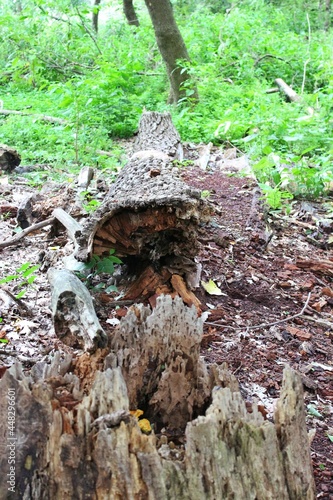 Old tree fallen in the forest and now rotting and decomposition 