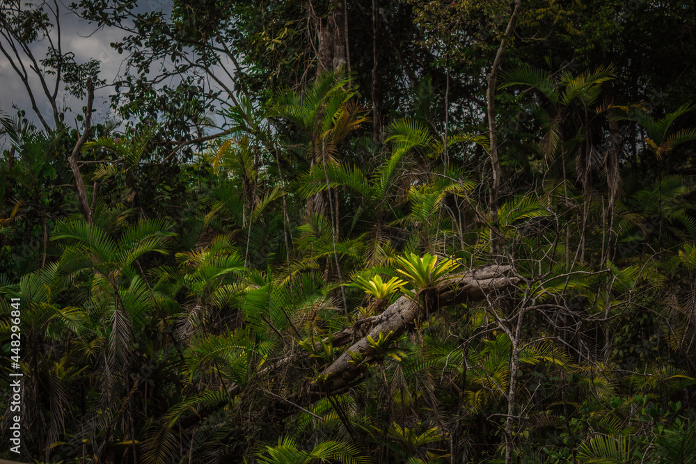 Fototapeta premium View of the jungle surrounded by vegetation and trees in the tropical pacific in the National Park Manuel Antonio in Costa Rica