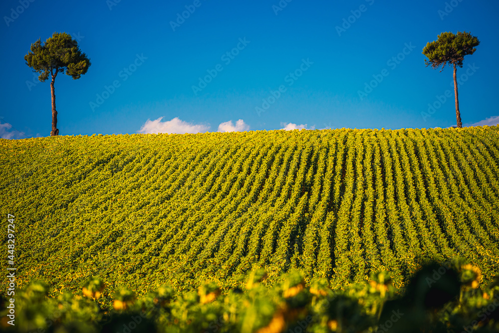 Wide sunflowers field with some trees in background