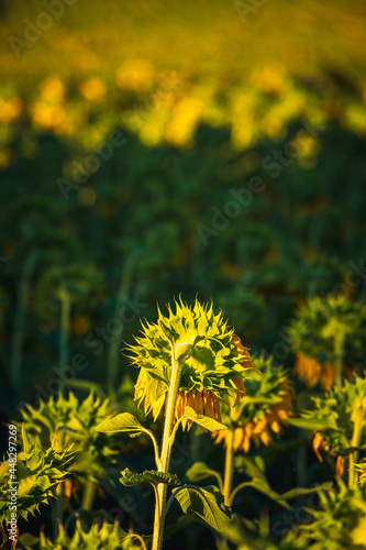 Some sunflowers in a wide field