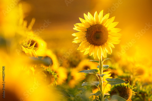 Sunflower with blurred light sunshine during the sunset