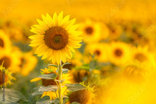 Sunflower with blurred light sunshine during the sunset