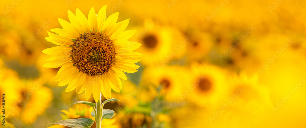 Sunflower with blurred light sunshine during the sunset Sunflower with blurred light sunshine during the sunset