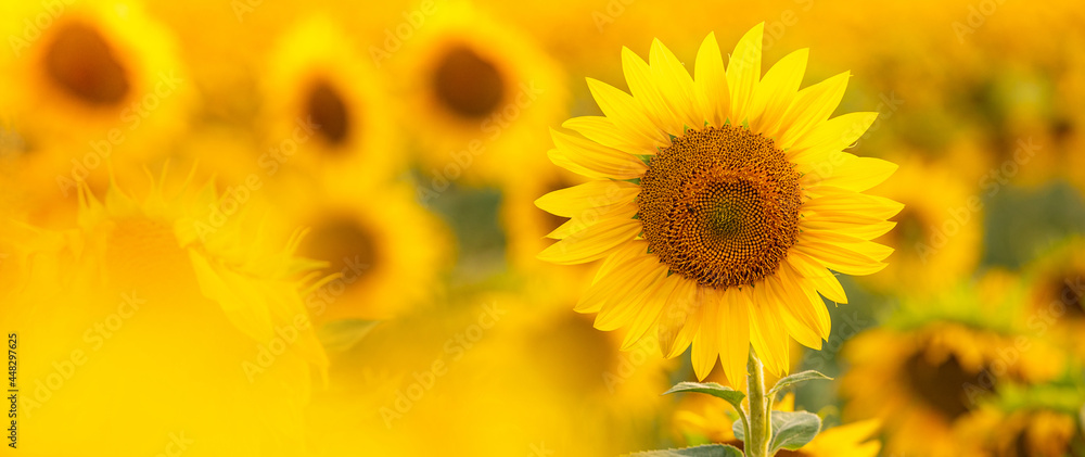 Sunflower with blurred light sunshine during the sunset Sunflower with blurred light sunshine during the sunset