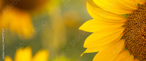 Close-up and copy space view of a sunflower with blurred light sunshine during the sunset