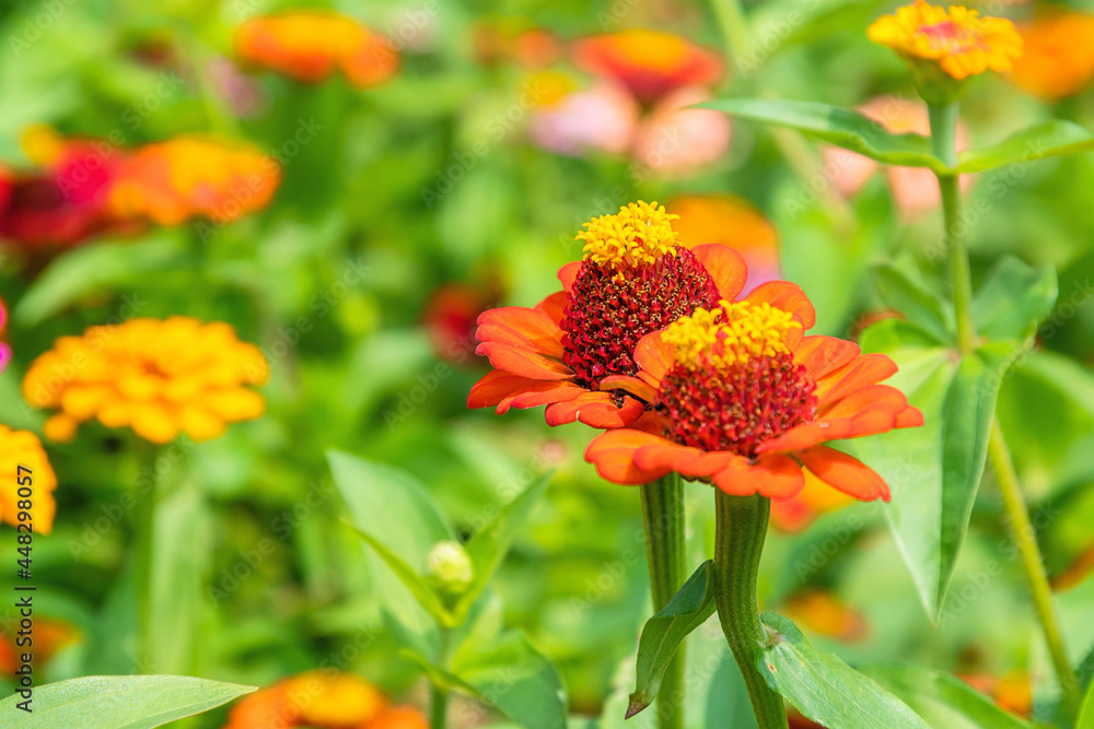 Closeup images of red, pink, magenta, orange, yellow flowers of zinnia Closeup images of red, pink, magenta, orange, yellow flowers of zinnia