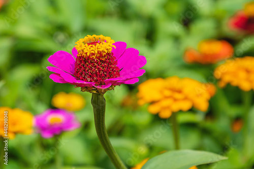 Closeup images of red, pink, magenta, orange, yellow flowers of zinnia