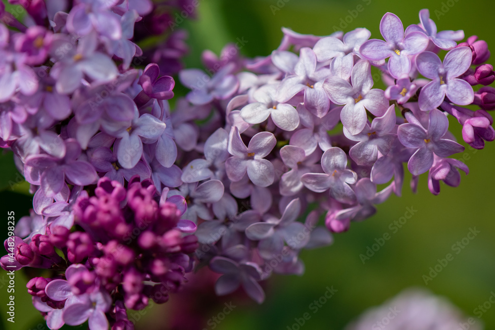 Lilac blooming in Springtime, closeup