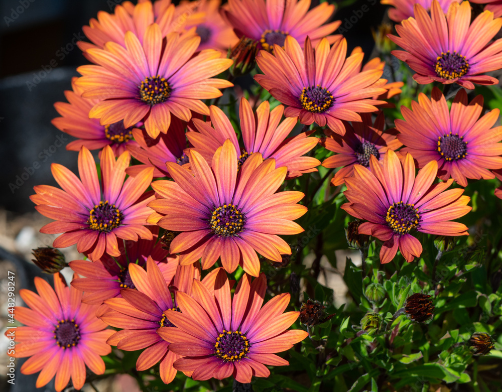 Fototapeta premium Bronze African Daisy blossoms in closeup