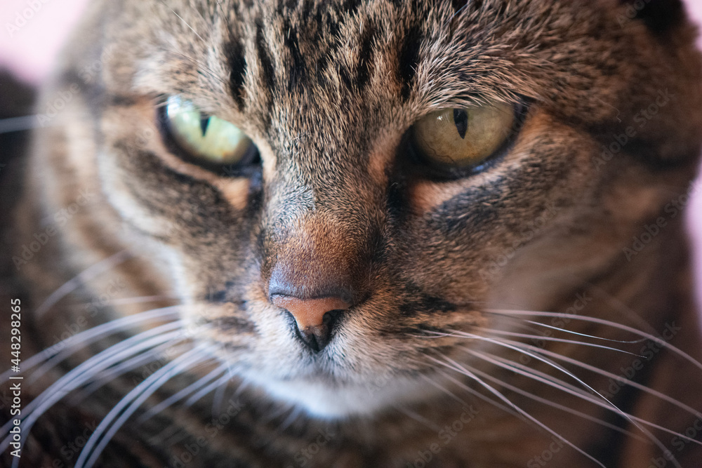 Closeup of Tabby cat face with green eyes and white whiskers, focusing on nose