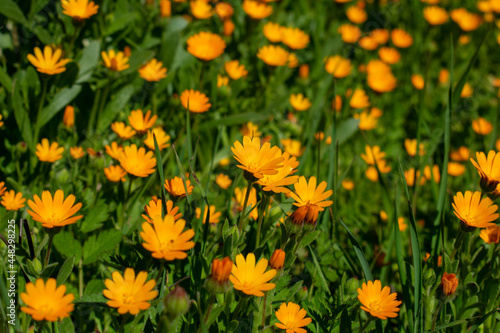 Field Marigolds (Calendula arvensis) in Northern California  photo