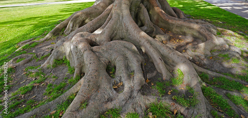 Moreton Bay Fig tree roots - Ficus macrophylla