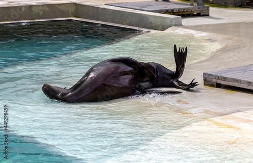 Sea lion show at Sosto Zoo photo