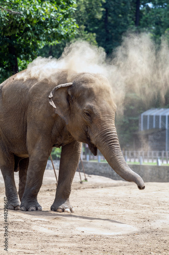 Asian elephant at Sosto Zoo