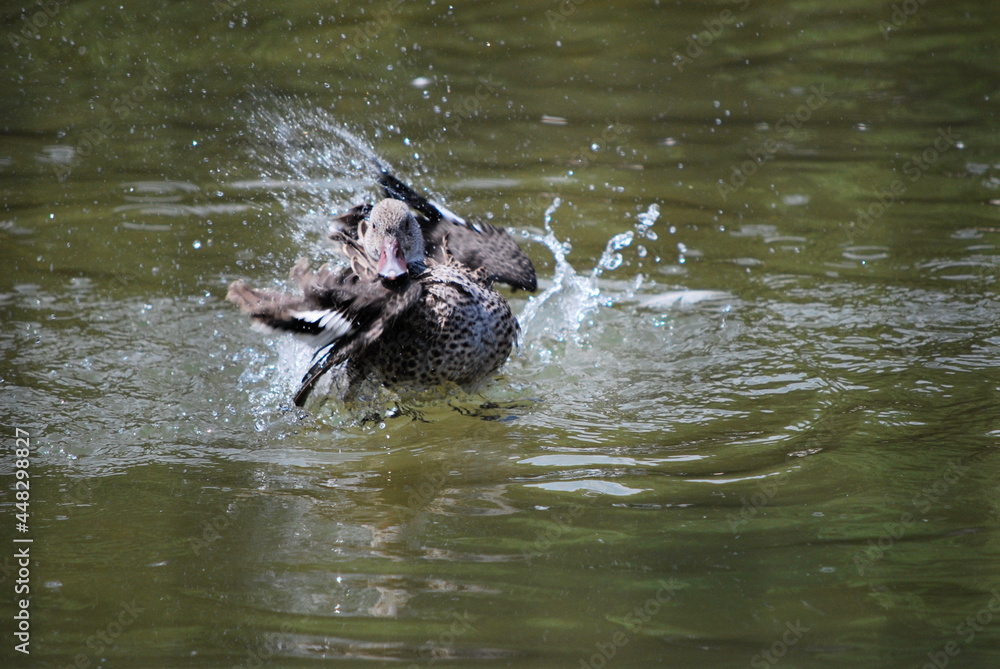 Naklejka premium カモ