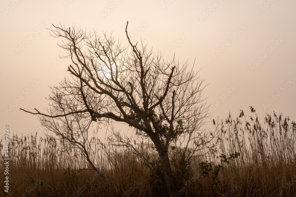 Barren Tree in Fog with Sunrise Barren Tree in Fog with Sunrise