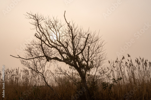 Barren Tree in Fog with Sunrise