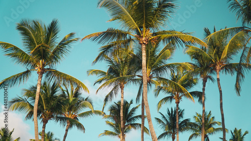 palm trees against blue sky