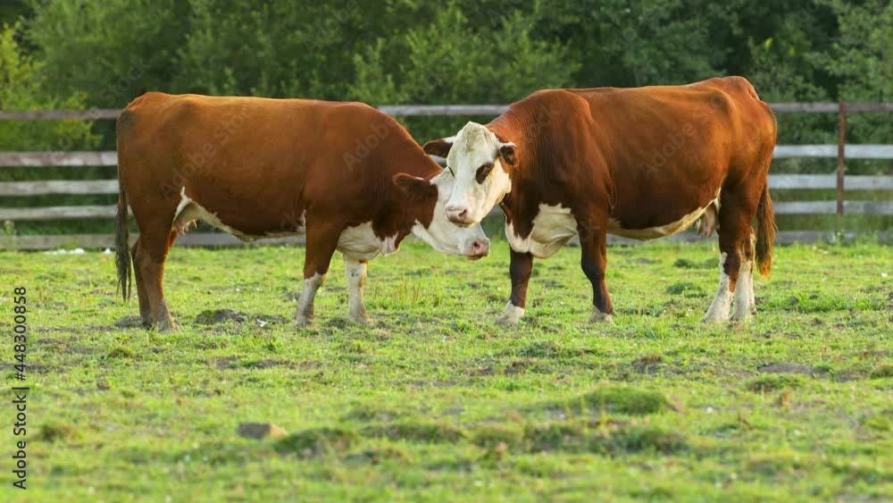 One cow licks another cow. Cows graze on a pasture in the village. One cow licks another cow. Cows graze on a pasture in the village.