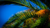 tropical palm tree