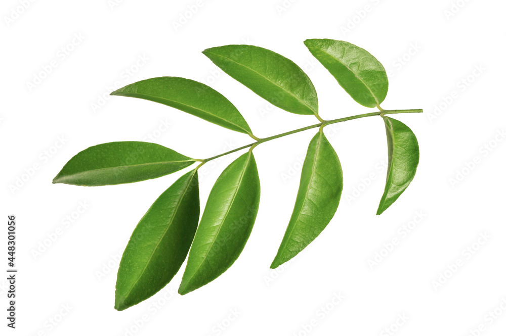 Green leaves isolated on white background Green leaves isolated on white background