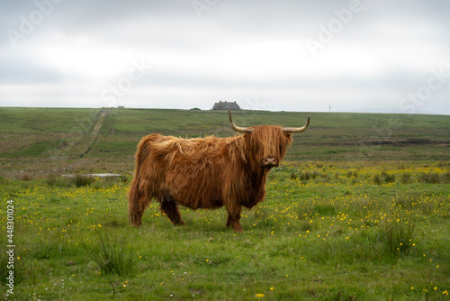 Highland Cow