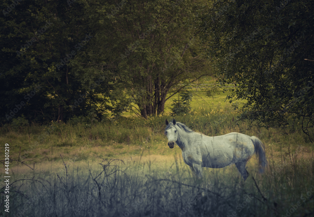 Obraz premium A gorgeous white horse grazing in a clearing on a sunny afternoon