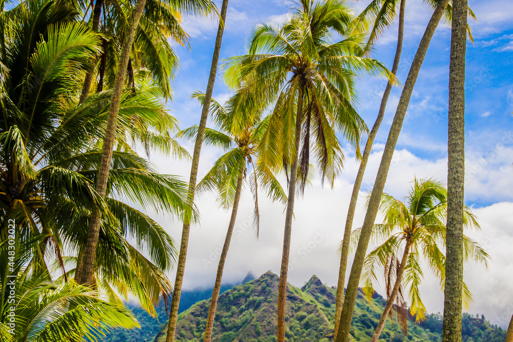 Tahiti tropical lush vegetation, flowers, plants, trees, leaves, palms, Tahiti, French Polynesia, Pacific islands, South Pacific