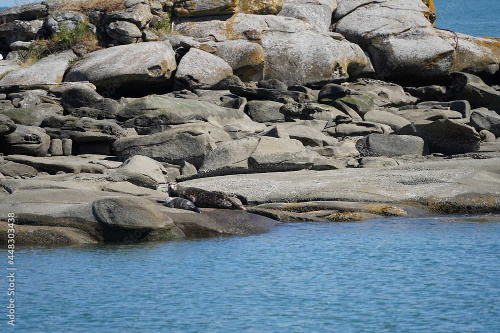 Fototapeta premium アザラシ アザラシの親子 バンクーバー 西海岸 レジャー 夏休み 観光 カナダ