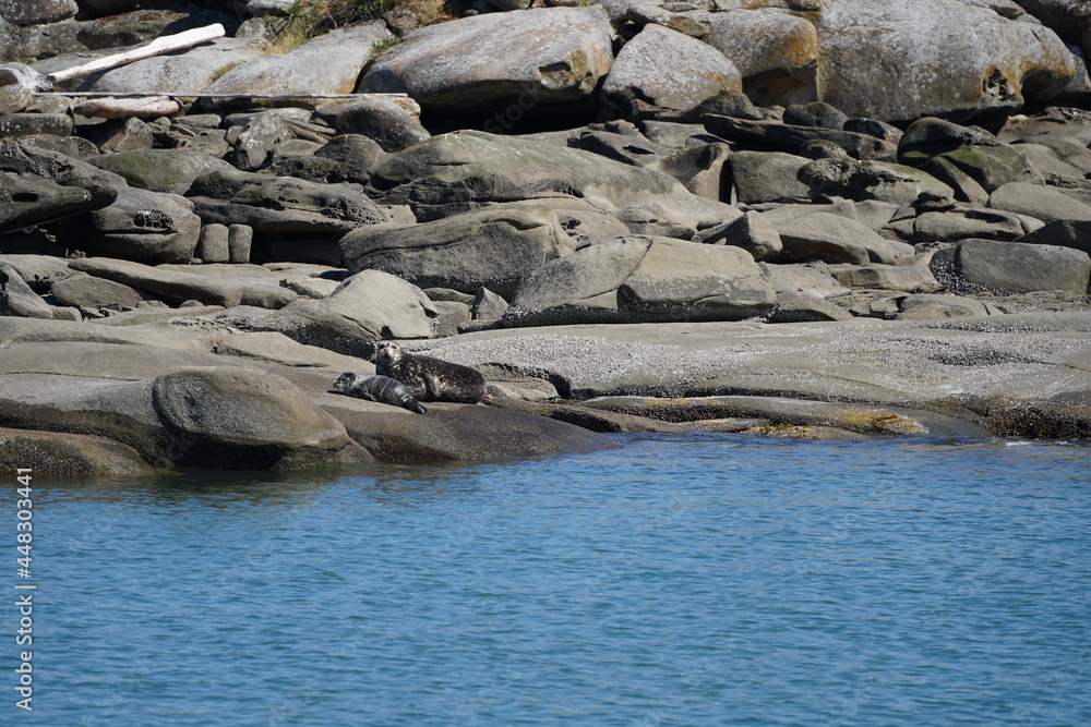 Fototapeta premium アザラシ アザラシの親子 バンクーバー 西海岸 レジャー 夏休み 観光 カナダ