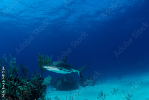 Grey reef shark swimming near the reef 