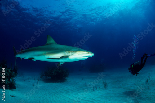 Grey reef shark with diver